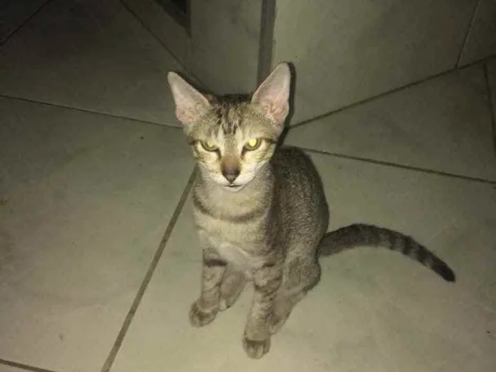 Gato ra a indefinida  idade 2 a 6 meses nome sem nome 