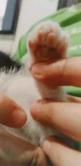 Pipoca e tapioca 