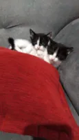 Pipoca e tapioca 
