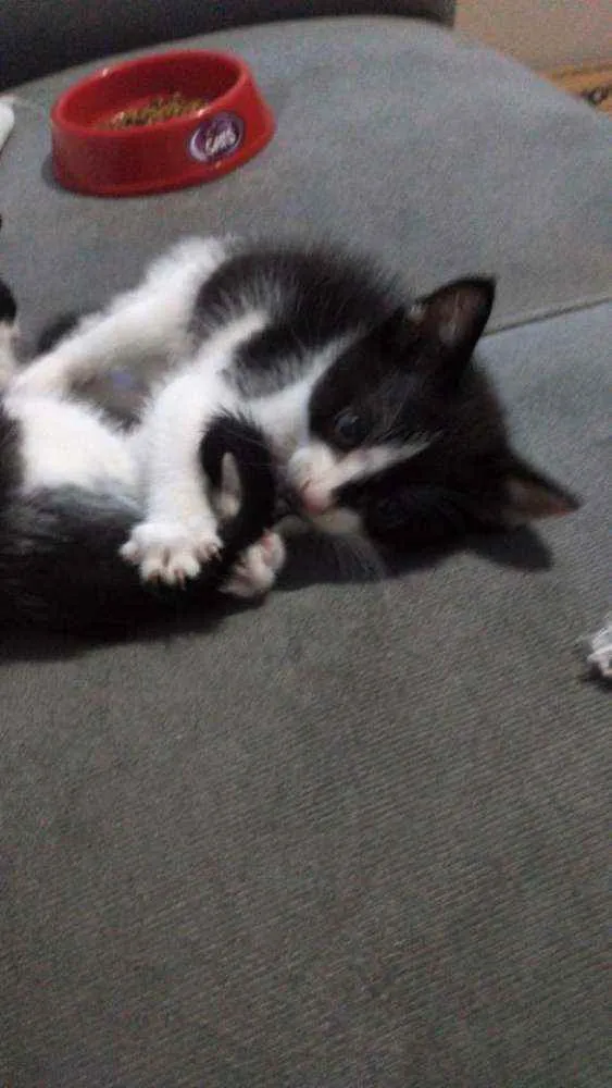 Gato ra a  idade Abaixo de 2 meses nome Pipoca e tapioca 