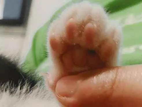 Gato ra a  idade Abaixo de 2 meses nome Pipoca e tapioca 