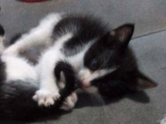 Gato ra a  idade Abaixo de 2 meses nome Pipoca e tapioca 