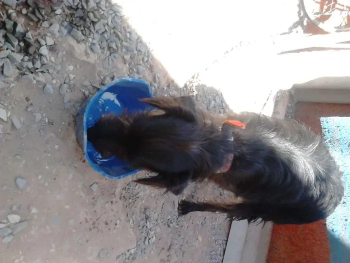 Cachorro ra a labrador  idade 1 ano nome Jady