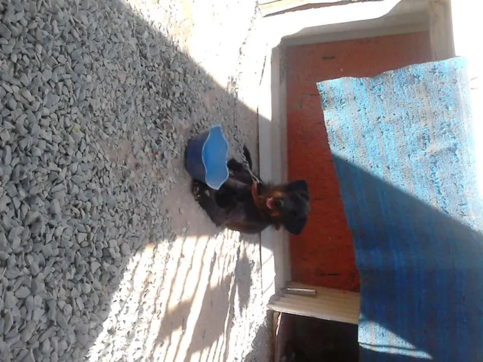 Cachorro ra a labrador  idade 1 ano nome Jady