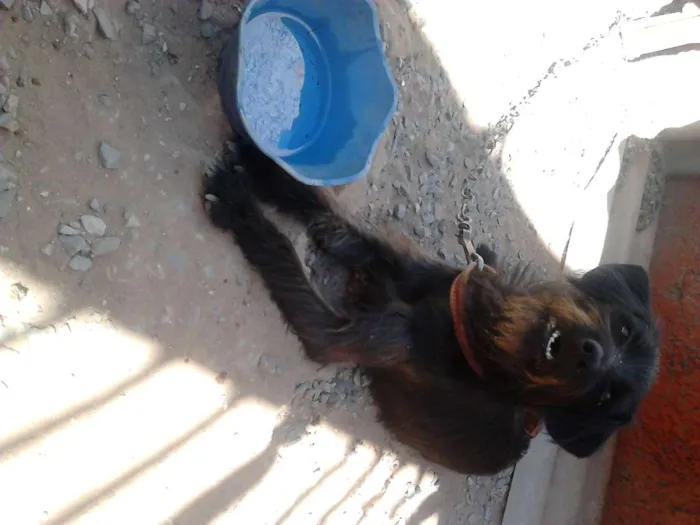 Cachorro ra a labrador  idade 1 ano nome Jady