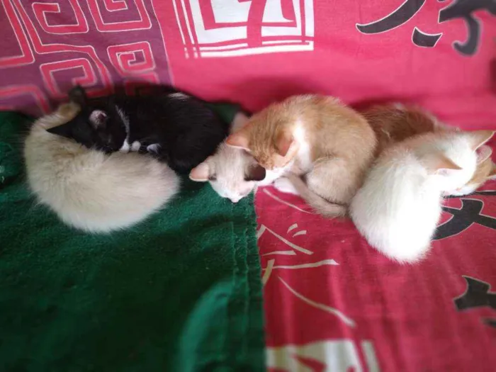 Gato raça Ciames e misturados idade 2 a 6 meses nome Filhotes