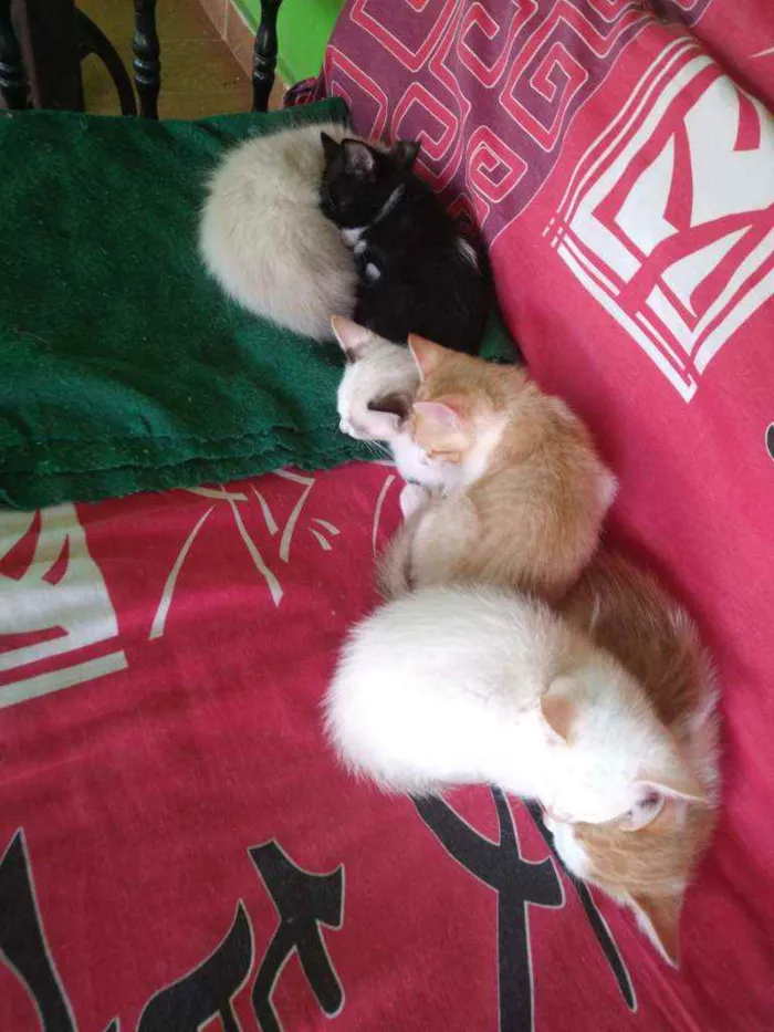 Gato raça Ciames e misturados idade 2 a 6 meses nome Filhotes
