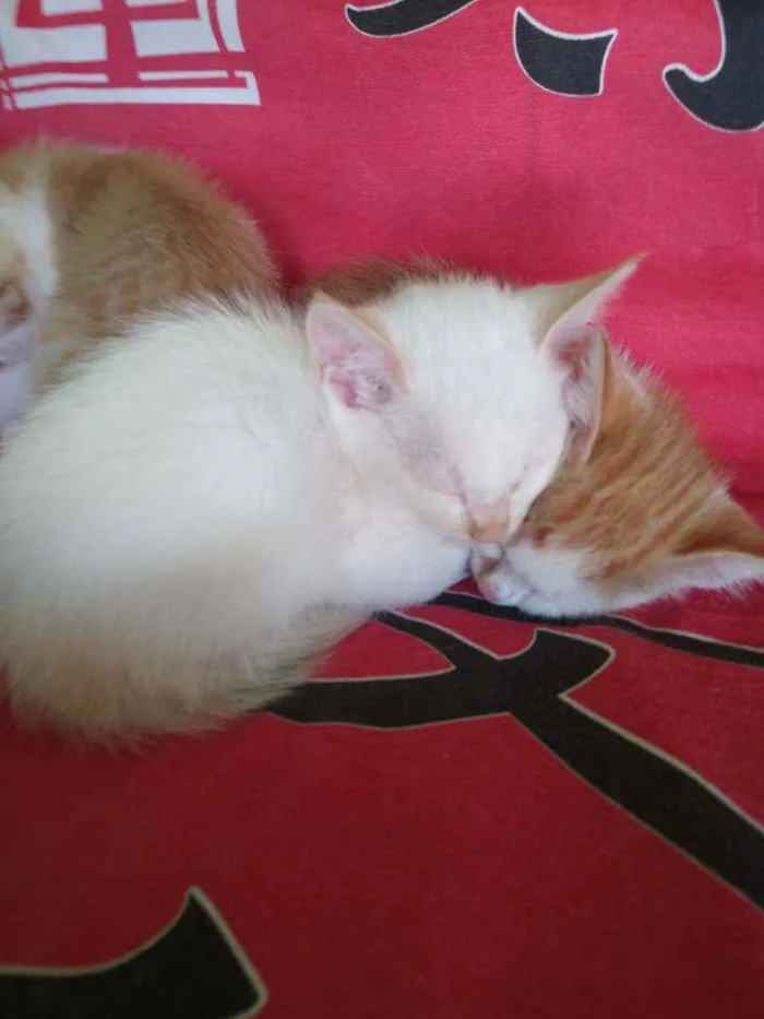 Gato raça Ciames e misturados idade 2 a 6 meses nome Filhotes