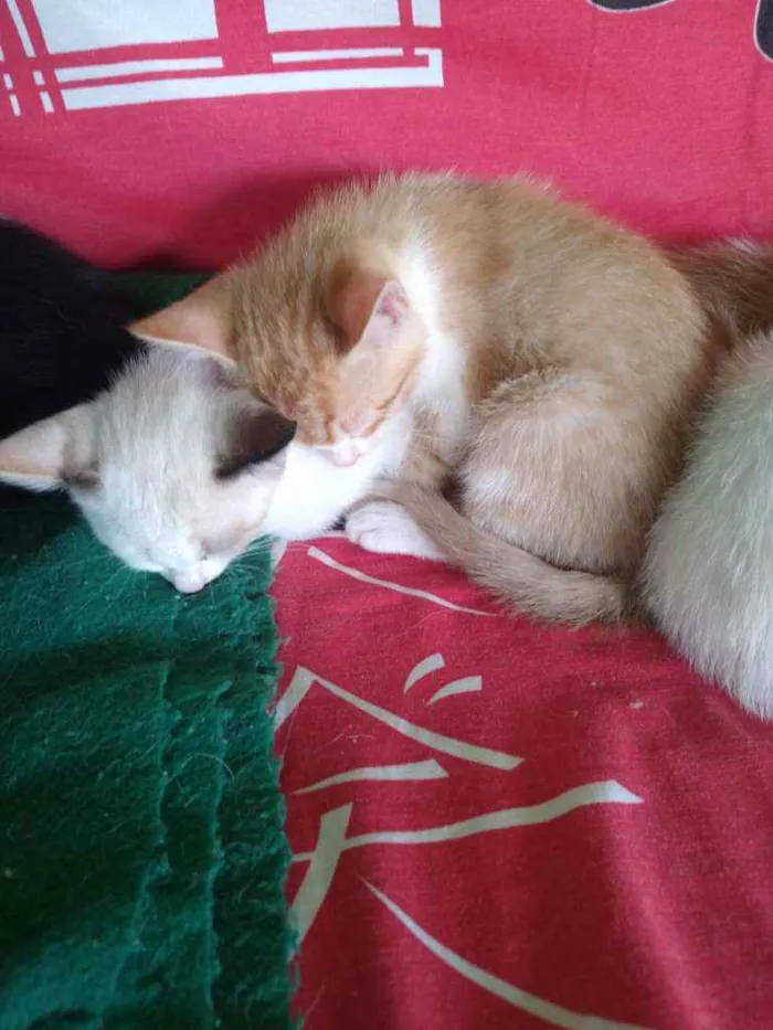 Gato raça Ciames e misturados idade 2 a 6 meses nome Filhotes