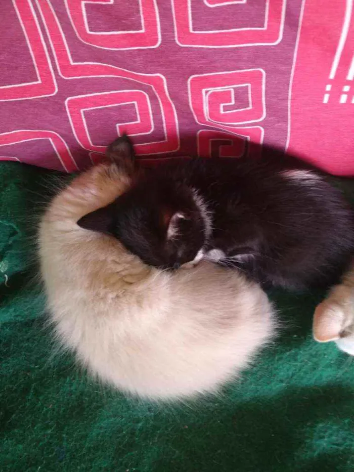 Gato raça Ciames e misturados idade 2 a 6 meses nome Filhotes