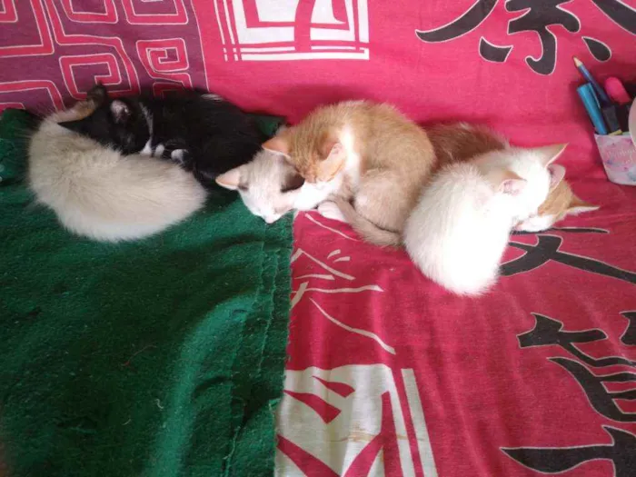 Gato raça Ciames e misturados idade 2 a 6 meses nome Filhotes