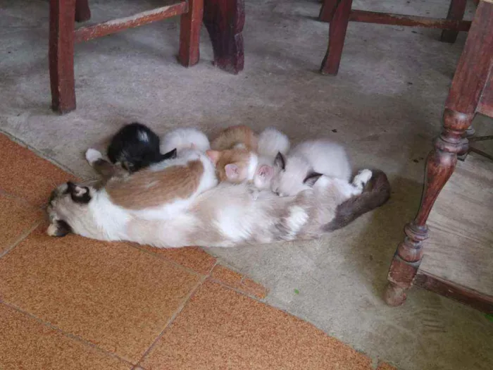 Gato raça Ciames e misturados idade 2 a 6 meses nome Filhotes