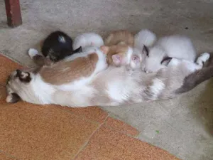 Gato raça Ciames e misturados idade 2 a 6 meses nome Filhotes