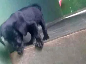 Cachorro raça labrador  idade 1 ano nome Jady