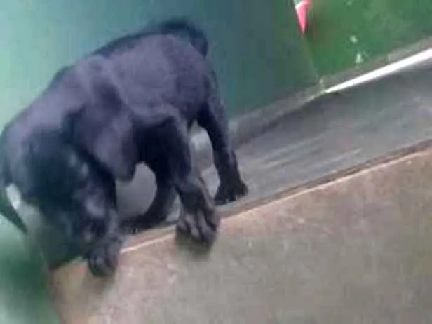 Cachorro ra a labrador  idade 1 ano nome Jady