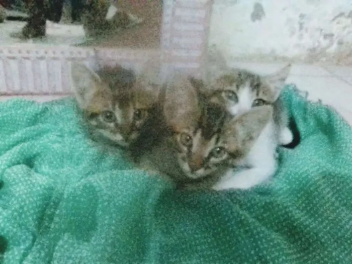 Gato ra a sem raça idade 2 a 6 meses nome s/nome