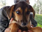 Cachorro raça SRD-ViraLata idade 2 a 6 meses nome BELLA