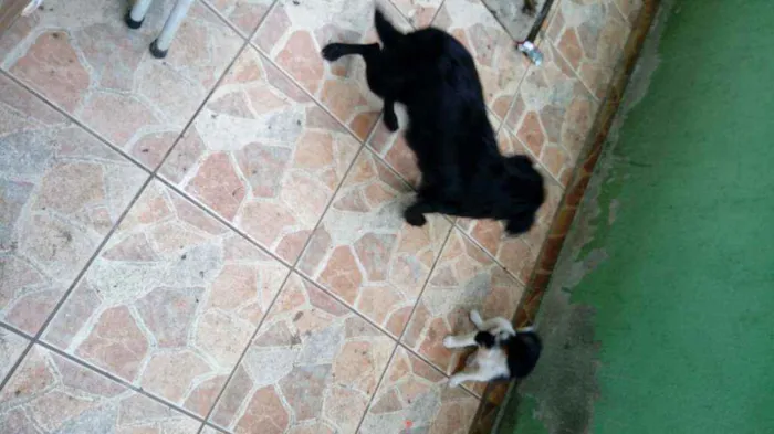 Cachorro ra a Viralata com ascendencia em po idade Abaixo de 2 meses nome Cristal