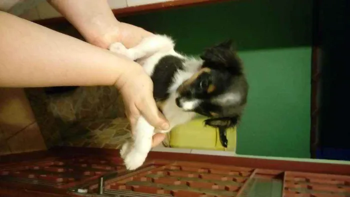 Cachorro ra a Viralata com ascendencia em po idade Abaixo de 2 meses nome Cristal