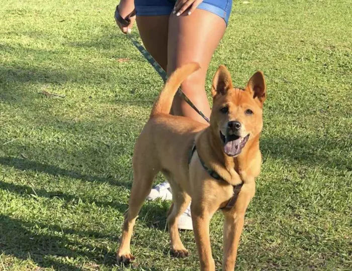 Cachorro ra a Chowchow com mistura  idade 1 ano nome Luna