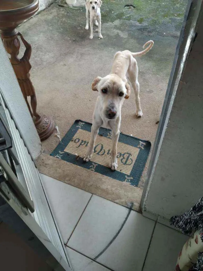 Cachorro ra a Se parece com labrador idade 2 anos nome Linguiça