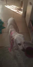 Linguiça e Bisteca