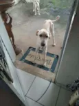 Linguiça e Bisteca