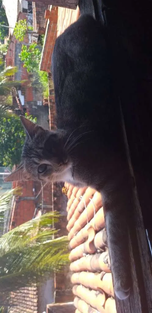 Gato ra a  idade 1 ano nome Pintada