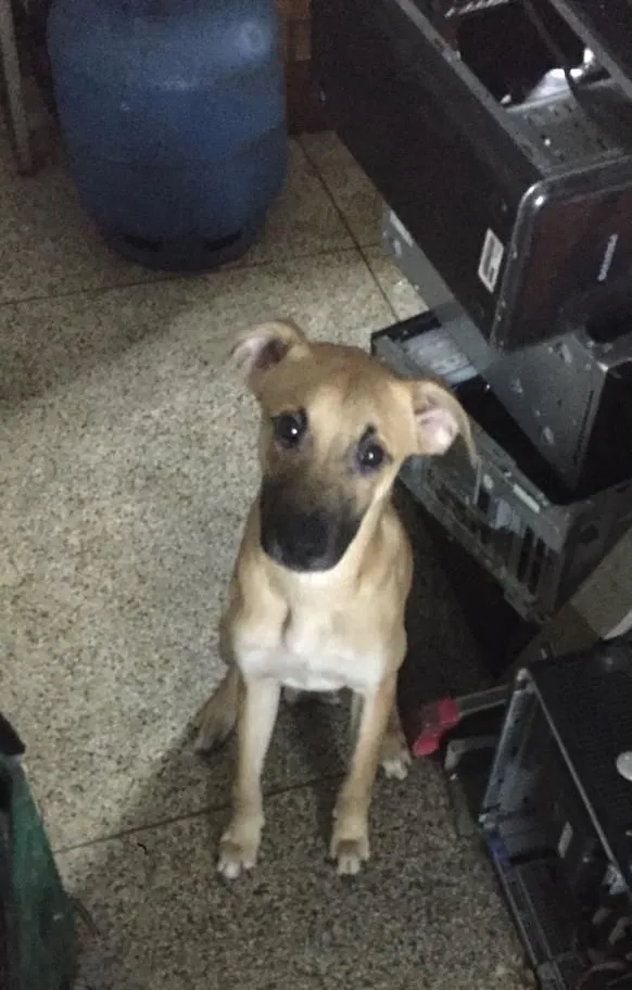 Cachorro ra a SRD-ViraLata idade 7 a 11 meses nome Filhotes para doação