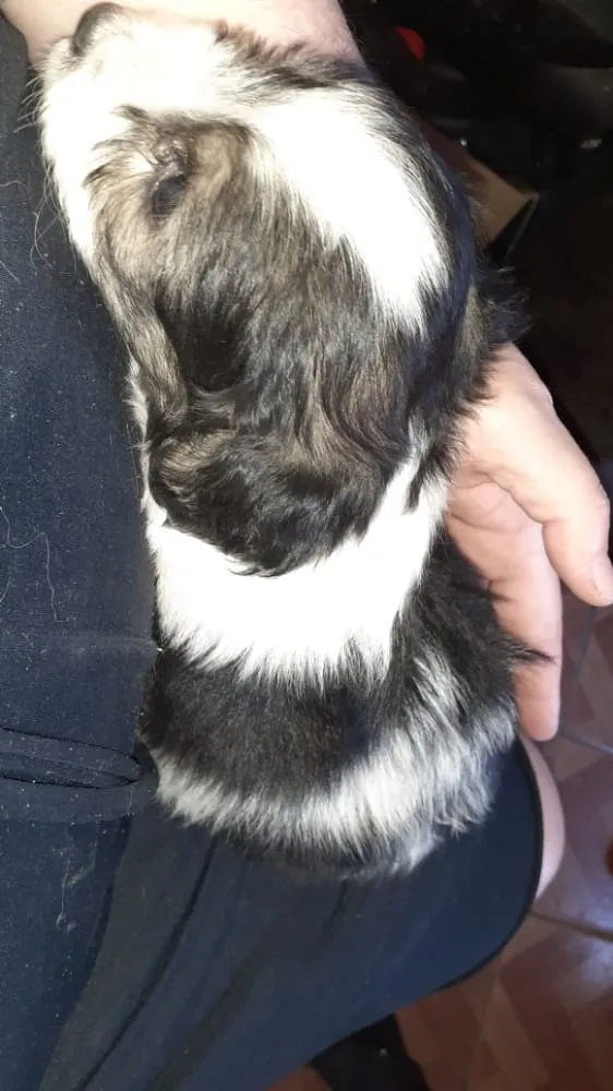 Cachorro ra a SRD sem raça  idade Abaixo de 2 meses nome Filhote 