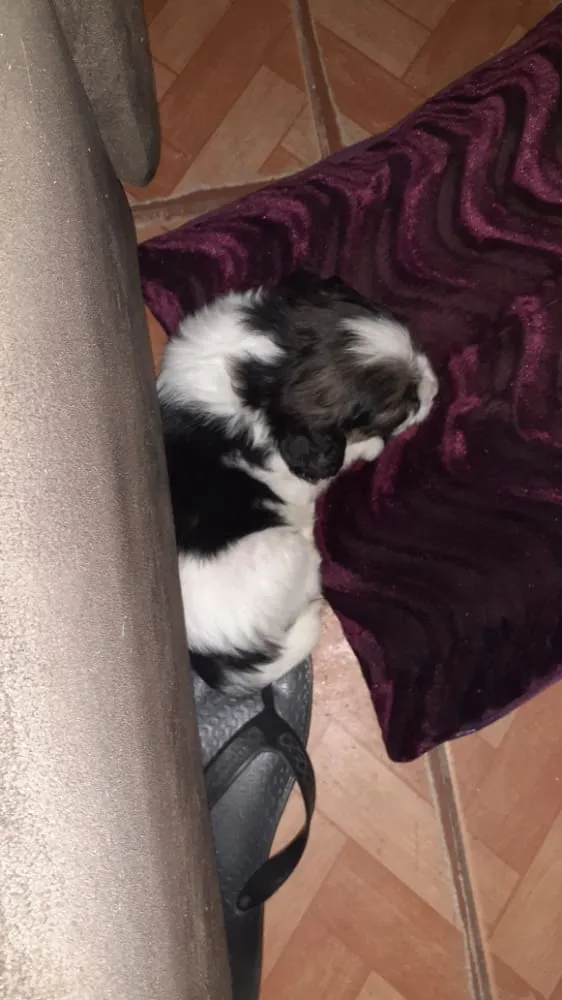 Cachorro ra a SRD sem raça  idade Abaixo de 2 meses nome Filhote 