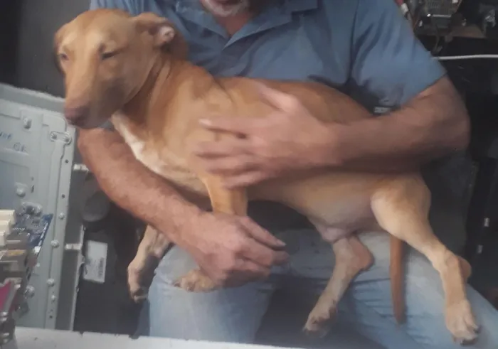 Cachorro ra a SRD-ViraLata idade 7 a 11 meses nome Filhotes para doação