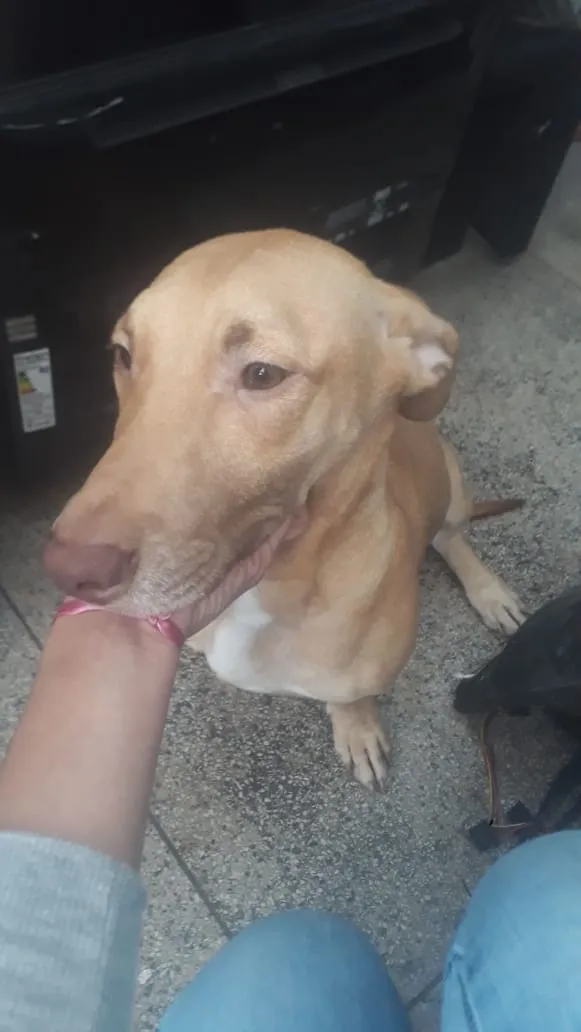 Cachorro ra a SRD-ViraLata idade 7 a 11 meses nome Filhotes para doação