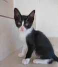 Bolinha lindo bebê