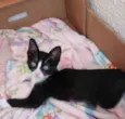 Bolinha lindo bebê