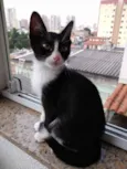 Bolinha lindo bebê