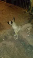 loly