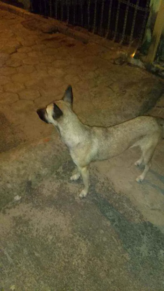 Cachorro ra a mestiça idade 1 ano nome loly