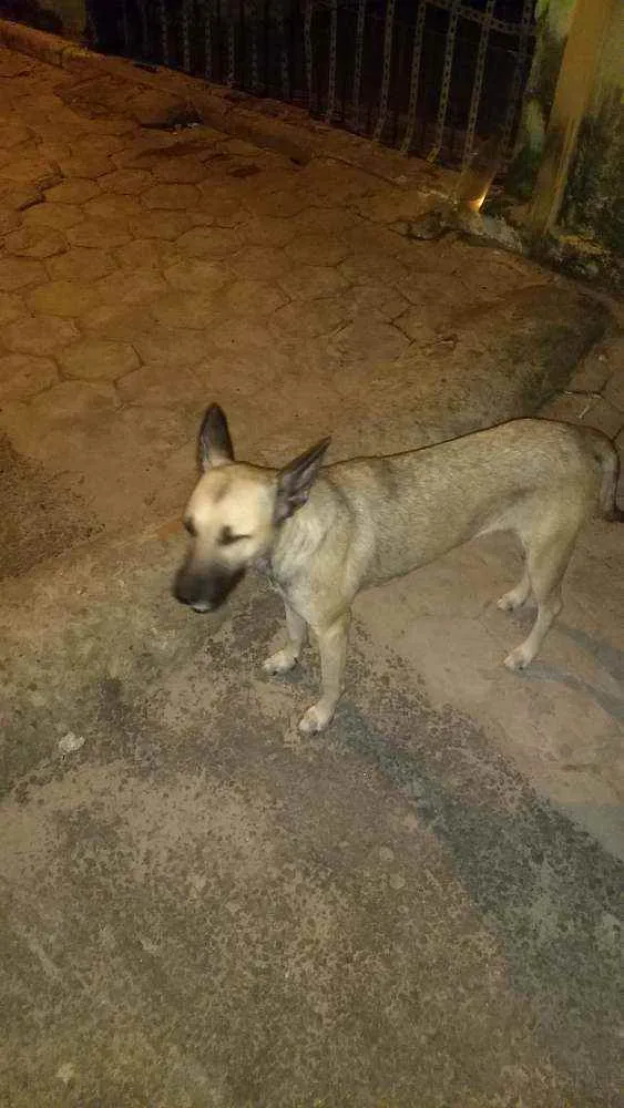 Cachorro ra a mestiça idade 1 ano nome loly