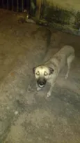 loly