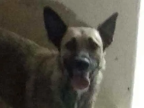 Cachorro ra a mestiça idade 1 ano nome loly
