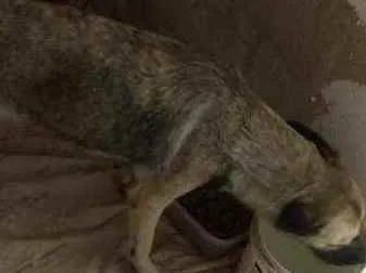 Cachorro ra a mestiça idade 1 ano nome loly