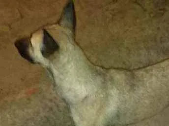 Cachorro ra a mestiça idade 1 ano nome loly