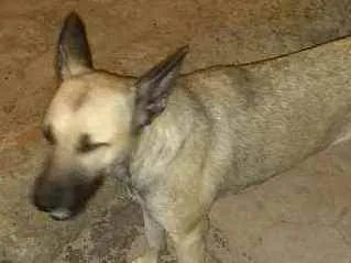 Cachorro ra a mestiça idade 1 ano nome loly