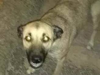 Cachorro ra a mestiça idade 1 ano nome loly