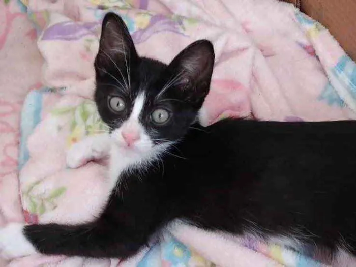 Gato ra a Srd frajolinha  idade 2 a 6 meses nome Bolinha lindo bebê