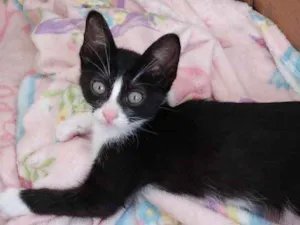 Gato raça Srd frajolinha  idade 2 a 6 meses nome Bolinha lindo bebê 