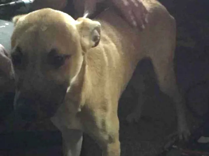 Cachorro ra a SRD-ViraLata idade 7 a 11 meses nome Filhotes para doação