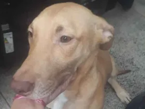 Cachorro raça SRD-ViraLata idade 7 a 11 meses nome Filhotes para doação