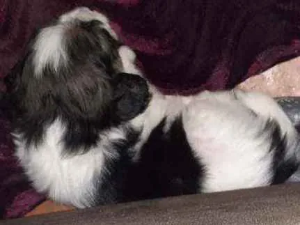 Cachorro ra a SRD sem raça  idade Abaixo de 2 meses nome Filhote 